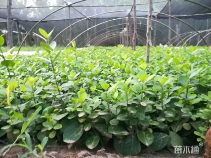 高度20厘米胶东卫矛