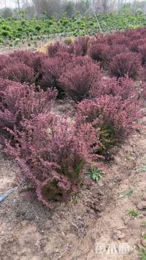 高度40厘米紫叶小檗