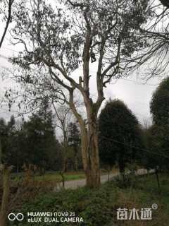 高度700厘米茶树