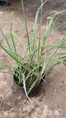 高度40厘米花叶芒