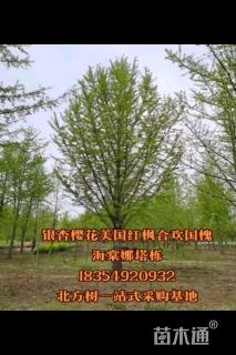 高度400厘米丛生河桦