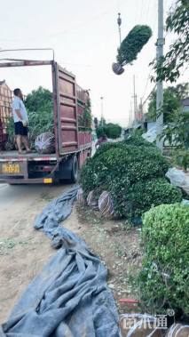 冠幅180厘米卫矛球