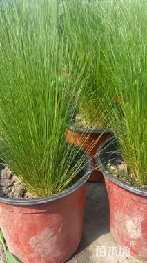 高度50厘米墨西哥羽毛草