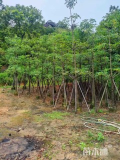 16公分美丽异木棉