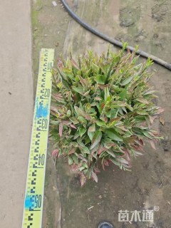 高度50厘米红花玉芙蓉