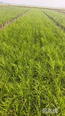 高度15厘米细叶麦冬草