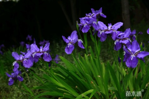 蓝花鸢尾