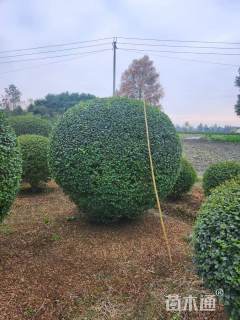 冠幅150厘米小叶女贞球