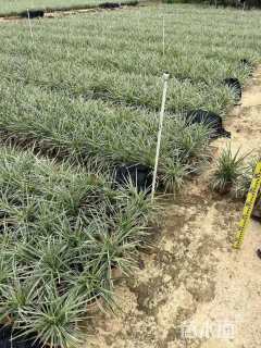 高度26厘米丽蚌草