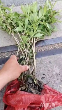 高度44厘米红王子锦带