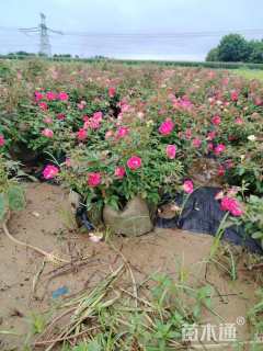 高度50厘米月季