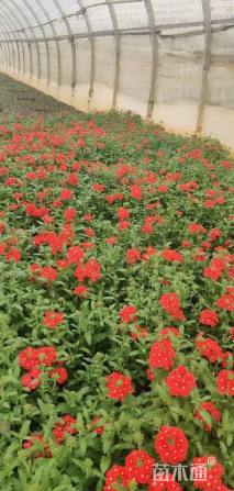 高度15厘米美女樱