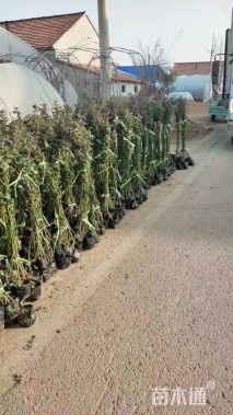 高度1.5厘米蔷薇