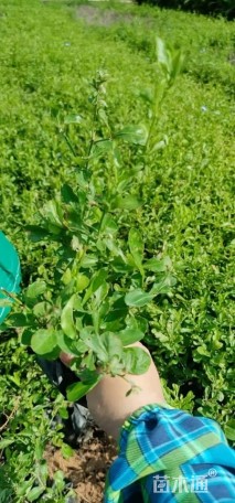 高度20厘米蓝雪花