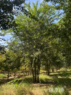 高度600厘米丛生三角枫