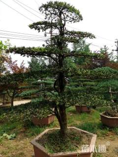 15公分造型罗汉松