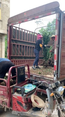 高度140厘米北海道黄杨