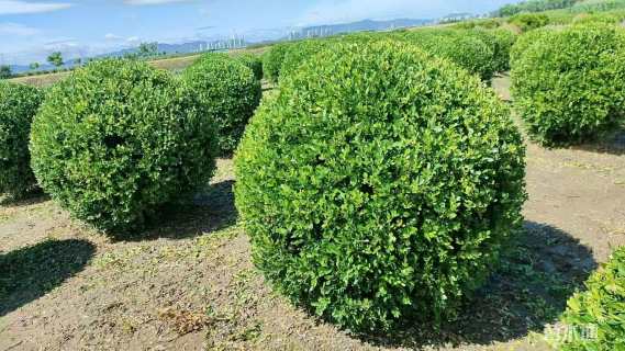 冠幅150厘米小叶黄杨球