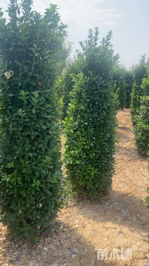 高度220厘米大叶黄杨柱