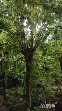 15公分红花羊蹄甲