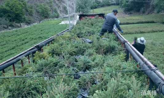 高度30厘米云杉小苗