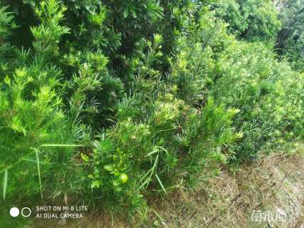 高度80厘米罗汉松小苗