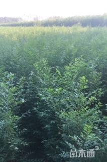 高度100厘米榆树小苗