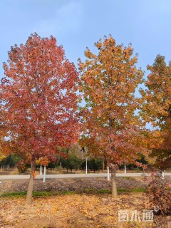 15公分北美枫香