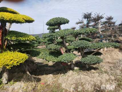 高度150厘米小叶女贞