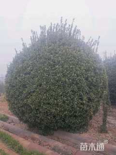 冠幅260厘米大叶黄杨球