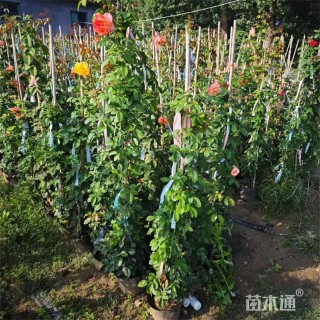高度150厘米蔷薇