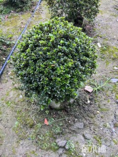 高度90厘米夏鹃