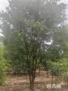 高度700厘米丛生国槐