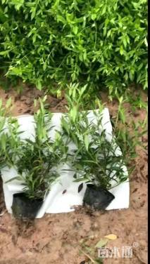 高度25厘米小叶栀子