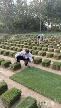 草块状马尼拉草