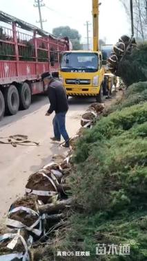 高度200厘米刺柏