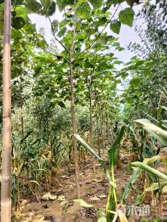 10公分紫花泡桐