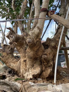高度600厘米茶树
