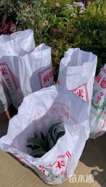 高度40厘米龙舌兰