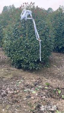 冠幅250厘米红叶石楠球