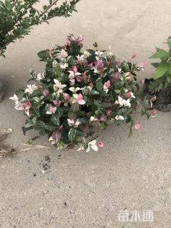 花叶络石