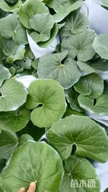 高度30厘米大吴风草