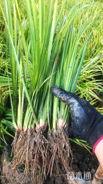 高度35厘米金叶石菖蒲