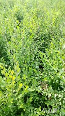 高度100厘米榆树小苗