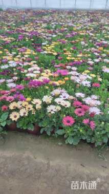 高度90厘米孔雀草