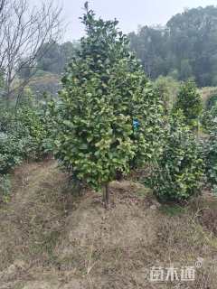 高度80厘米茶花