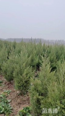 高度250厘米蜀桧柏