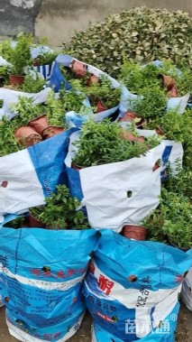 高度15厘米委陵菜