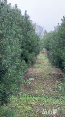 高度250厘米白皮松