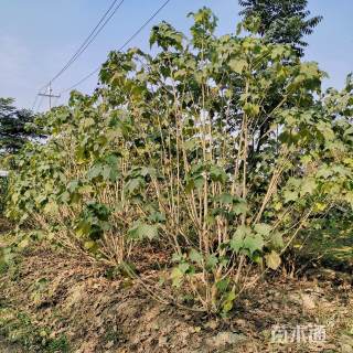 高度400厘米丛生木芙蓉